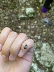 Pogonocherus hispidulus