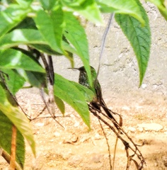 Lesbia victoriae