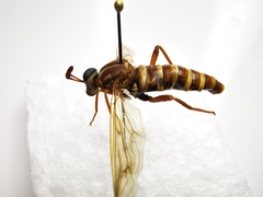 Opomydas townsendi