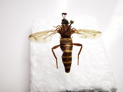 Opomydas townsendi