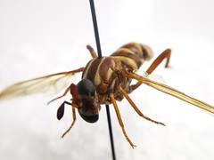 Opomydas townsendi