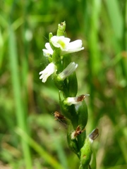 Spiranthes lucida