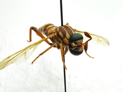 Opomydas townsendi