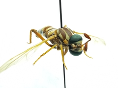 Opomydas townsendi