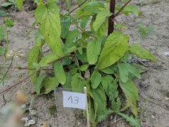 Scrophularia auriculata