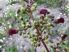 Scrophularia auriculata