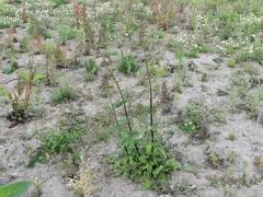 Scrophularia auriculata