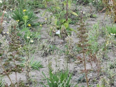 Scrophularia auriculata