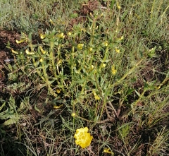 Ranunculus dichotomus