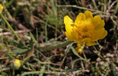 Ranunculus dichotomus