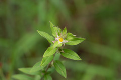 Ludwigia pilosa