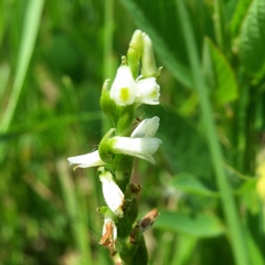 Spiranthes lucida