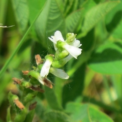 Spiranthes lucida