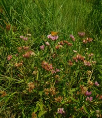 Angiospermae