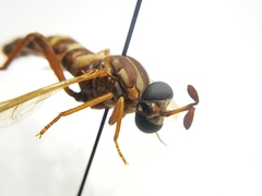 Opomydas townsendi