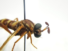 Opomydas townsendi