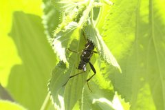 Neoclytus