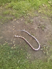 Lampropeltis micropholis