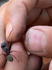 Camponotus modoc
