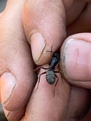 Camponotus modoc