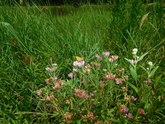 Angiospermae