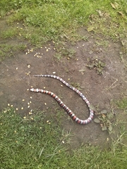 Lampropeltis micropholis