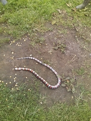 Lampropeltis micropholis