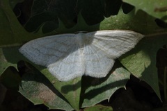 Scopula junctaria