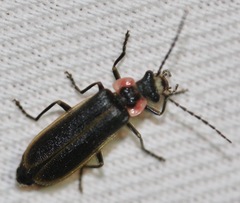 Podabrus brevicollis