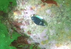Mitridae