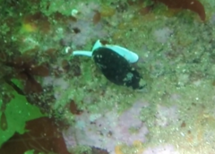 Mitridae
