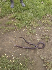 Lampropeltis micropholis