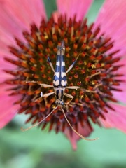 Strangalia luteicornis