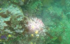 Oxylebius pictus