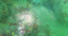 Oxylebius pictus