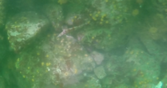 Oxylebius pictus