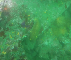 Apostichopus parvimensis