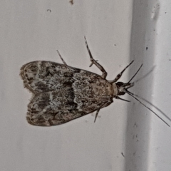 Eudonia truncicolella