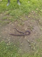 Lampropeltis micropholis