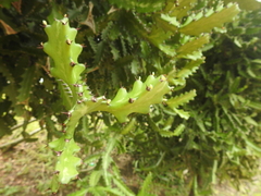 Euphorbia lactea image