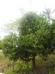 Euphorbia lactea image