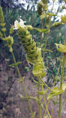 Sideritis perfoliata