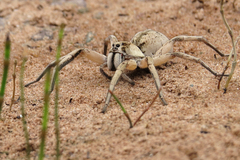 Pavocosa