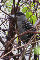 Batara cinerea