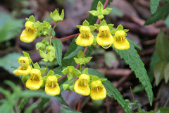 Calceolaria polyclada