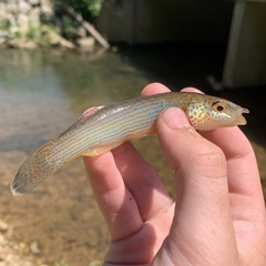 Fundulus catenatus