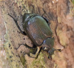 Osmoderma scabra