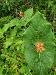 Lonicera caprifolium