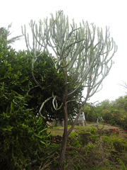 Euphorbia candelabrum