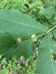 Phylloxera williamsi